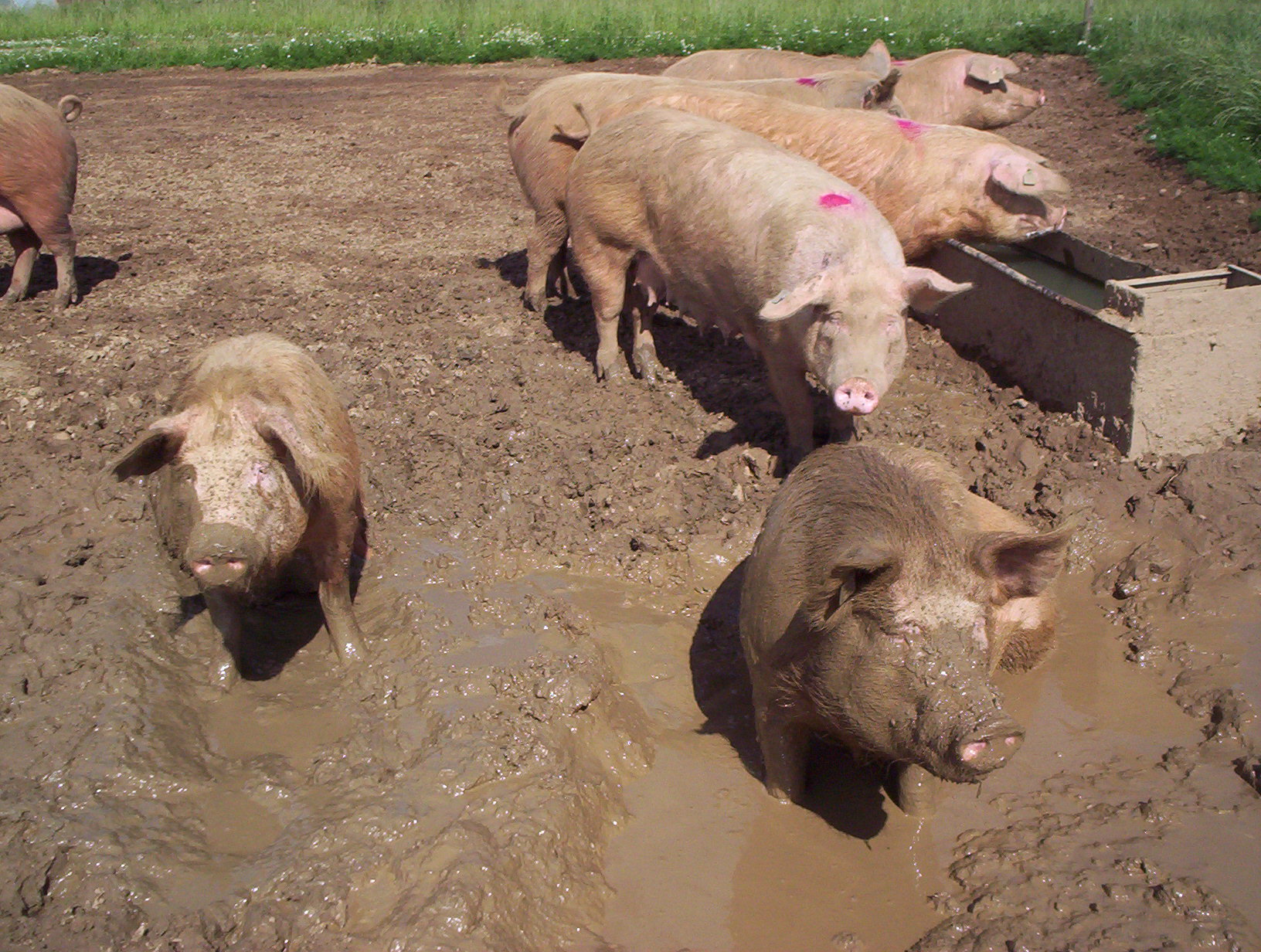 Pigs in a wallow covered in mud